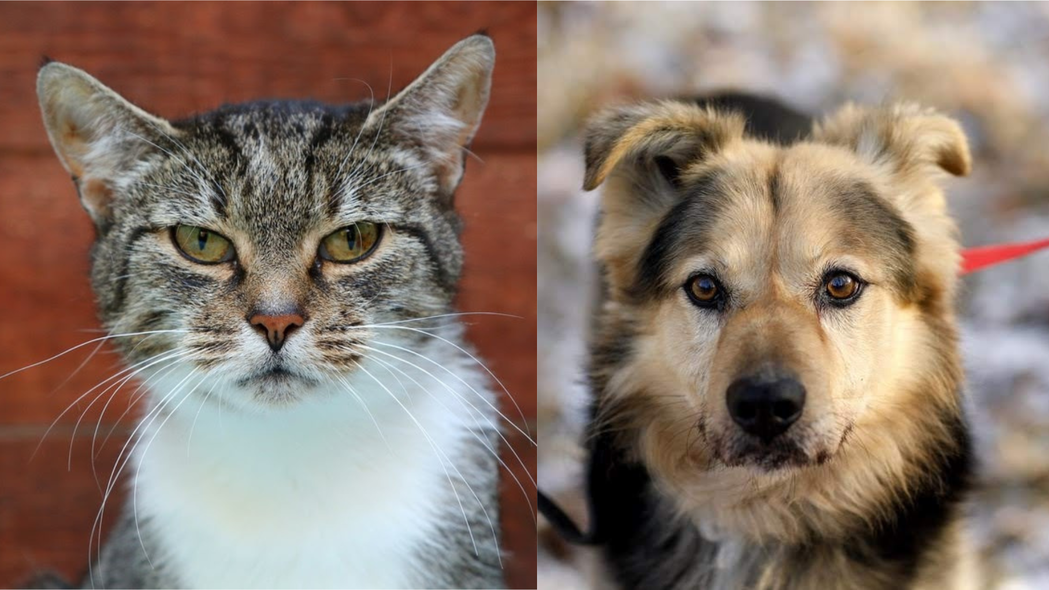 Elbląg, Galeria pod psem i kotem (Odc.216)