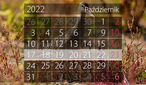Elbląg, W tym tygodniu portEl poleca: Kult i Wielki Test Wiedzy o Elblągu