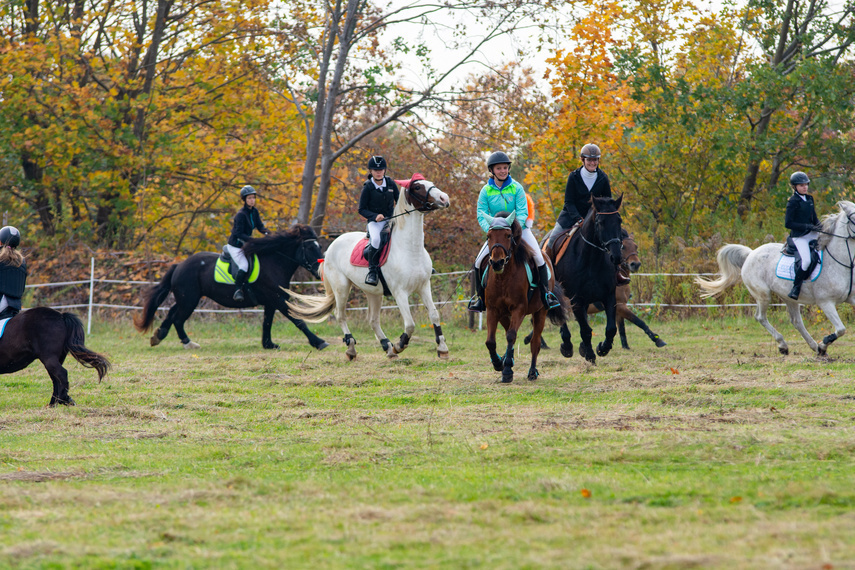 Elbląg, Złapać lisa