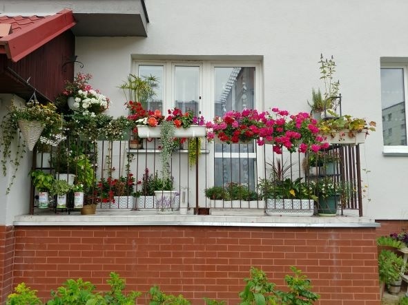 Elbląg, Pierwsze miejsce w konkursie zajął balkon Małgorzaty Dawidowskiej
