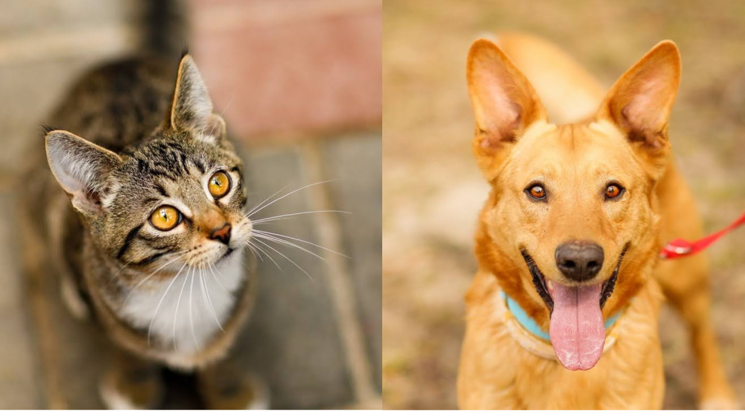 Elbląg, Galeria pod psem i kotem (Odc.220)