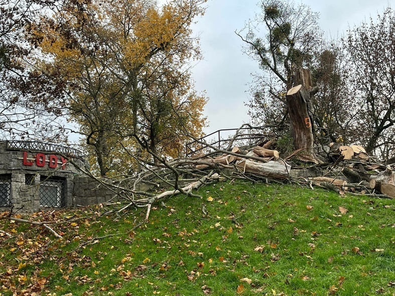Elbląg, Ścięte drzewo w parku Planty, Elbląg, Ścięte drzewo w parku Planty,