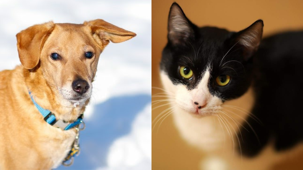 Elbląg, Galeria pod psem i kotem (Odc.221) Elbląg, Galeria pod psem i kotem (Odc.221)