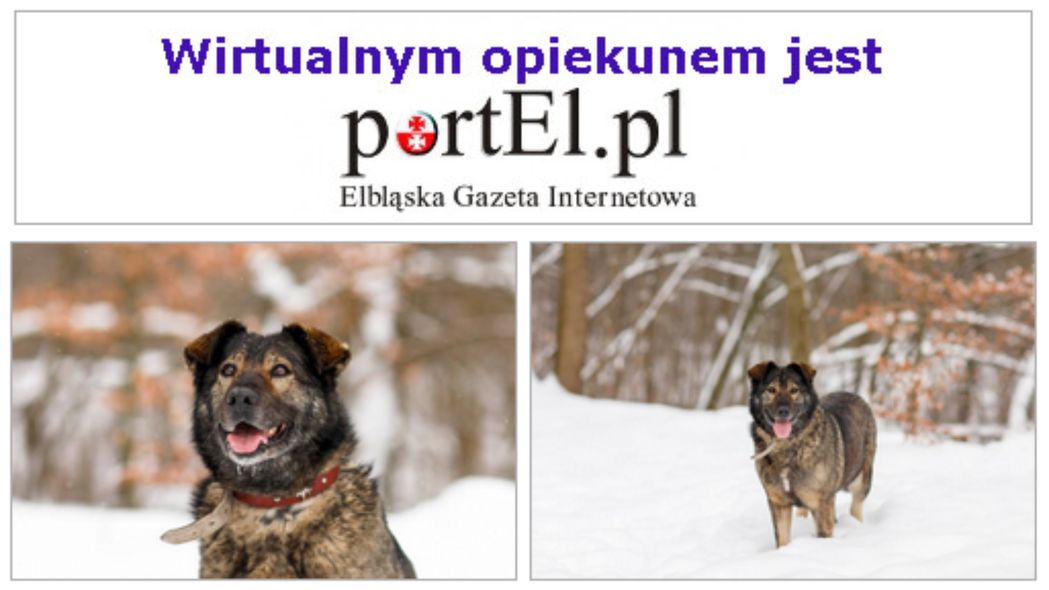 Elbląg, PortEl ma psa