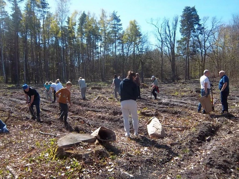 Elbląg, W Kadynach posadzono ponad tysiąc drzew