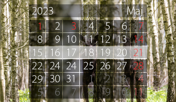 Elbląg, W tym tygodniu portEl poleca: festiwal organowy, koncert Bukartyka i zlot klasyków