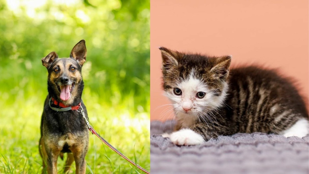 Elbląg, Galeria pod psem i kotem (Odc.252)