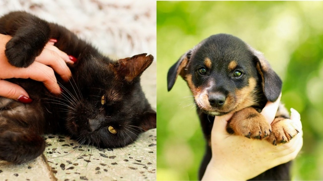 Elbląg, Galeria pod psem i kotem (Odc.260)