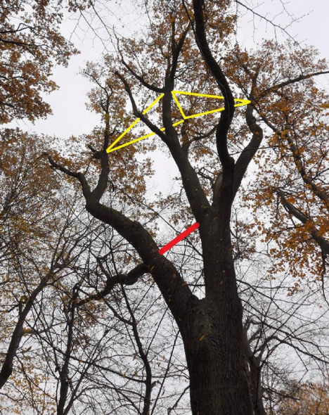 Elbląg, Projekt układu wiązań jednego z drzew przy ul. Poświatowskiej.