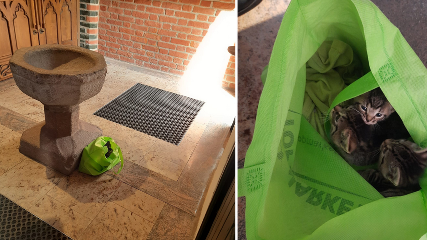 Elbląg, Ktoś podrzucił kocięta do katedry Elbląg, Ktoś podrzucił kocięta do katedry