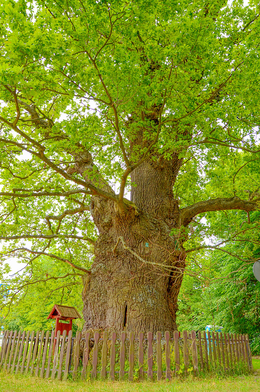 Elbląg, Dąb Bażyńskiego w Kadynach,