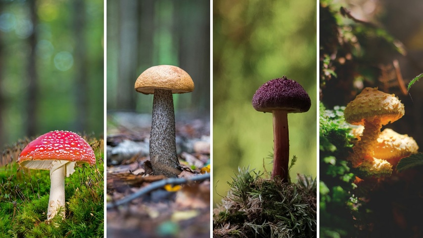 Elbląg, O grzybach i ich zastosowaniu