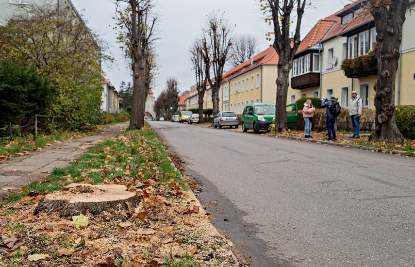 Elbląg, Pozostałości drzew wyciętych przy Pionierskiej.