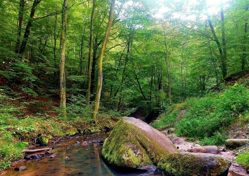 Elbląg, Bażantarnia,