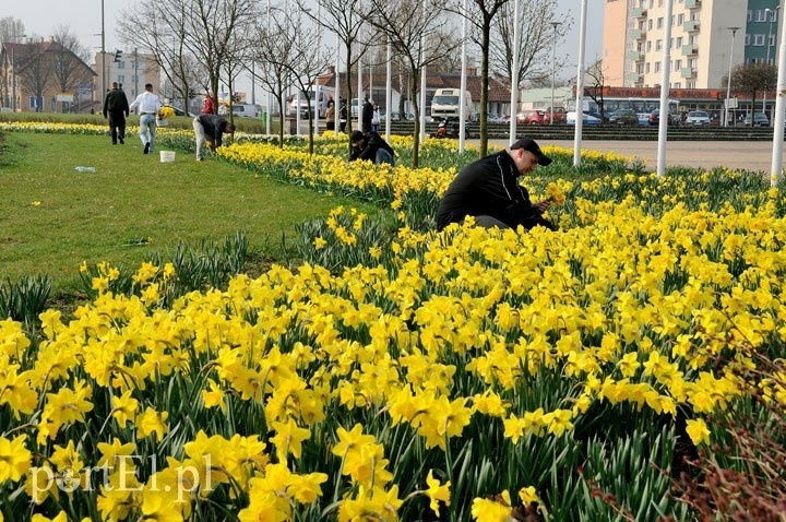 Elbląg, Wracają Pola Nadziei