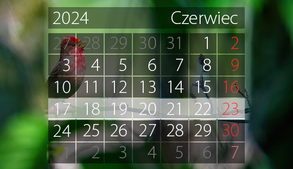 Elbląg, W tym tygodniu portEl poleca: Dni Elbląga, mecz Polski i spotkanie z Maciejem Siembiedą