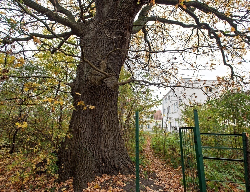 Elbląg, Dąb doczeka się pomnika