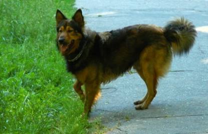 Elbląg, Widok psa bez kagańca w miejscu publicznym nie jest niestety niczym nadzwyczajnym Elbląg, Widok psa bez kagańca w miejscu publicznym nie jest niestety niczym nadzwyczajnym