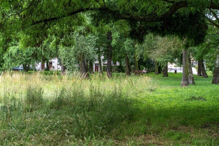 Elbląg, Rusza głosowanie w Zielonym Budżecie