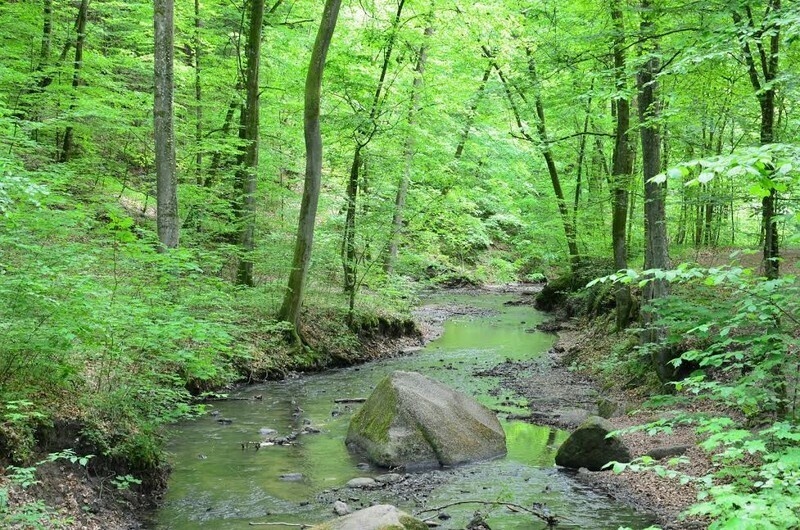 Elbląg, Rodzinny piknik w Bażantarni Elbląg, Rodzinny piknik w Bażantarni