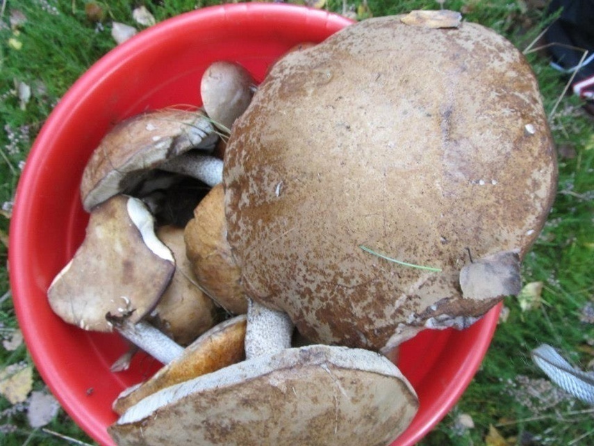 Elbląg, Grzyby zbieraj z głową   (wracamy do tematu)