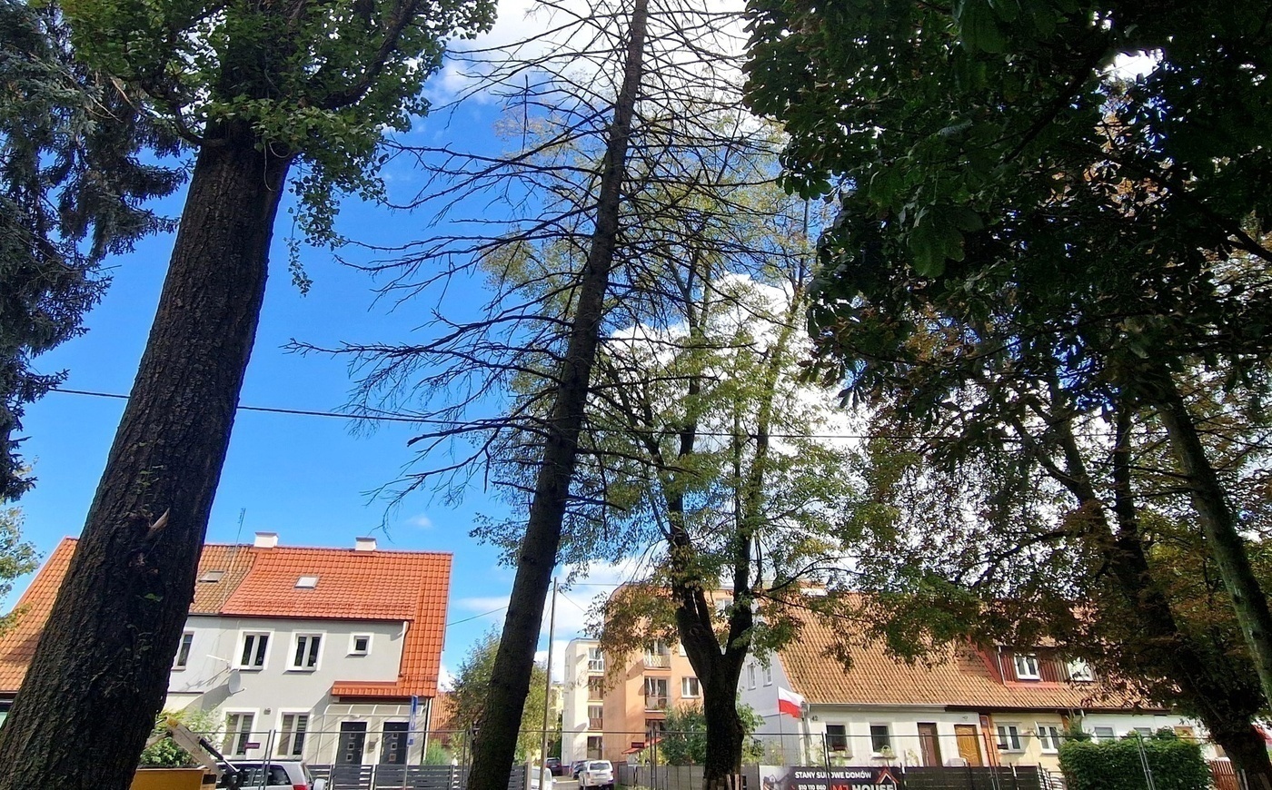 Elbląg, W parku rosło 79 drzew,