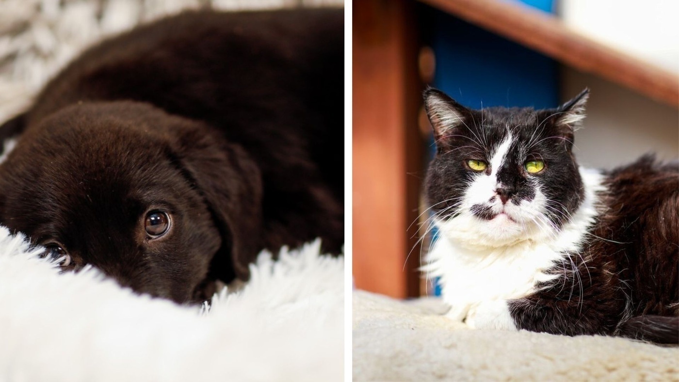 Elbląg, Galeria pod psem i kotem (Odc.388) Elbląg, Galeria pod psem i kotem (Odc.388)