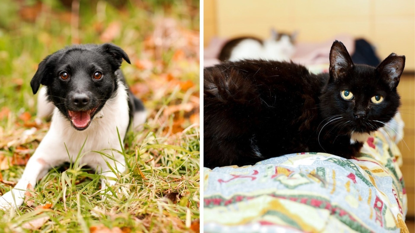 Elbląg, Galeria pod psem i kotem  (Odc.389)