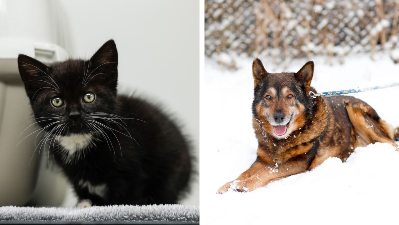 Elbląg, Galeria pod psem i kotem  (Odc.390)