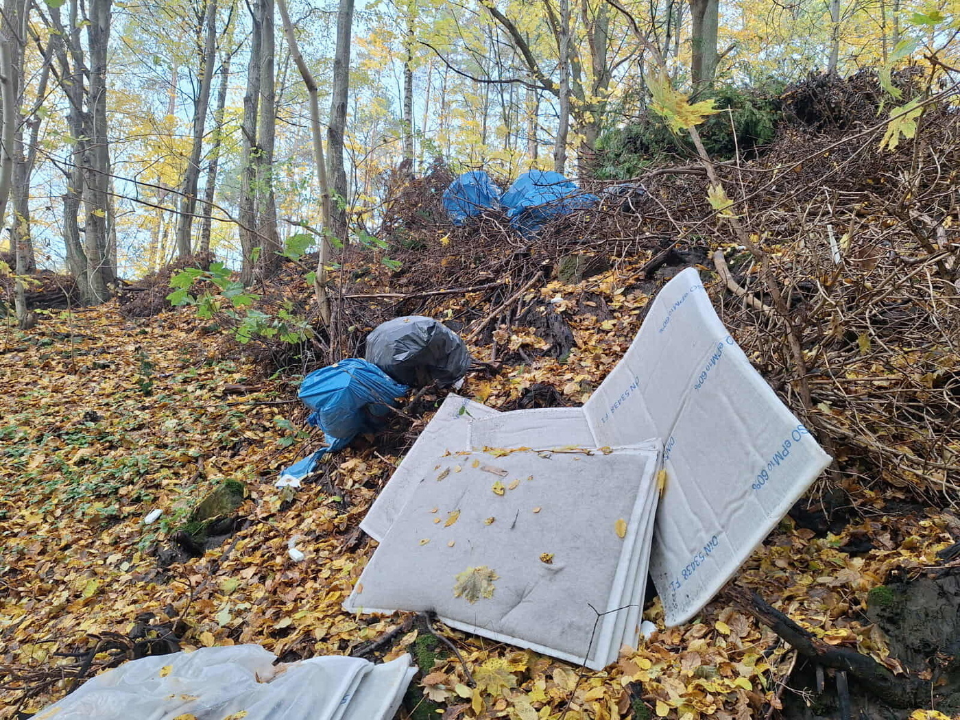 Elbląg, Śmiecił w lesie. Zapłacił mandat i musiał posprzątać Elbląg, Śmiecił w lesie. Zapłacił mandat i musiał posprzątać