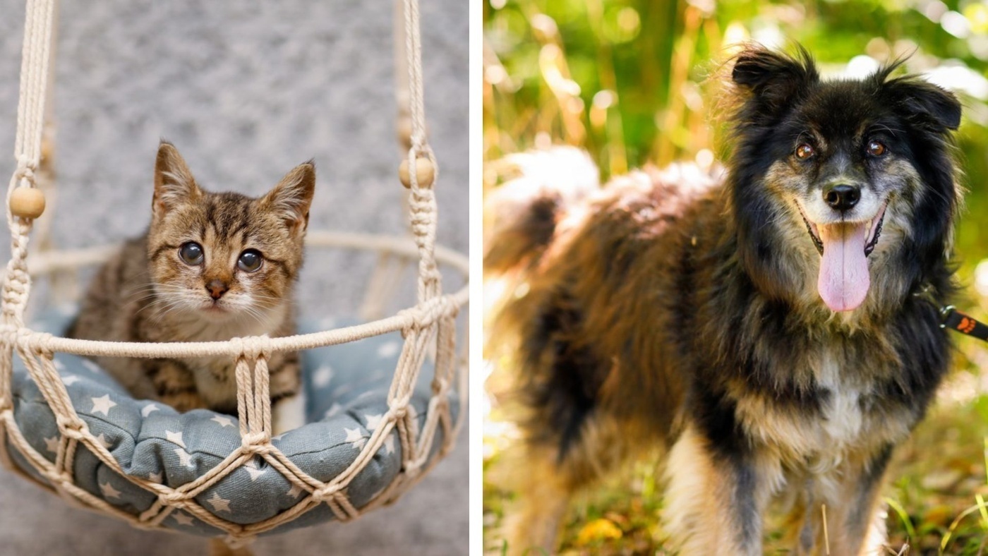 Elbląg, Galeria pod psem i kotem (Odc.393) Elbląg, Galeria pod psem i kotem (Odc.393)