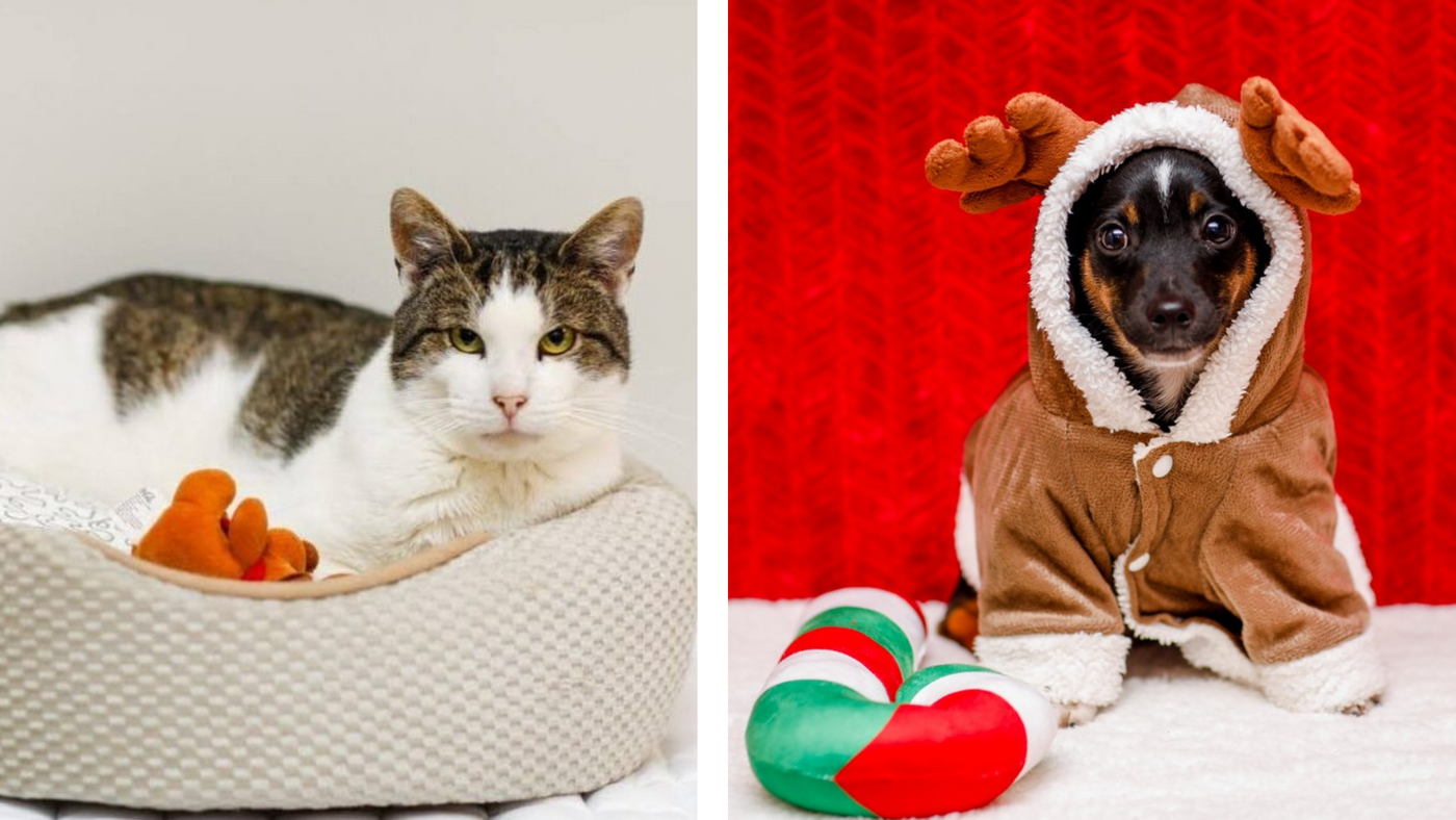 Elbląg, Galeria pod psem i kotem (Odc.394) Elbląg, Galeria pod psem i kotem (Odc.394)