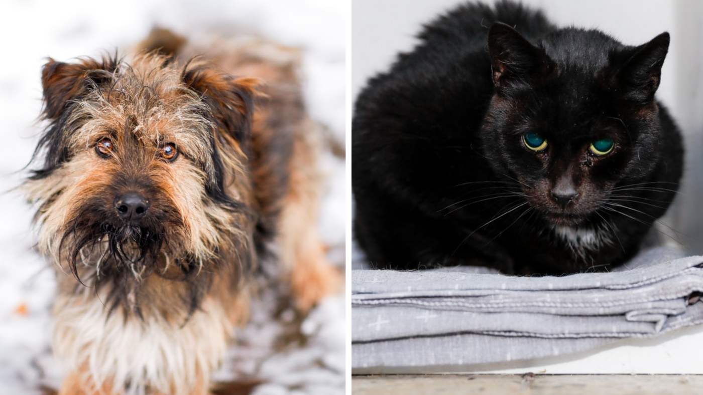 Elbląg, Galeria pod psem i kotem (Odc.398)