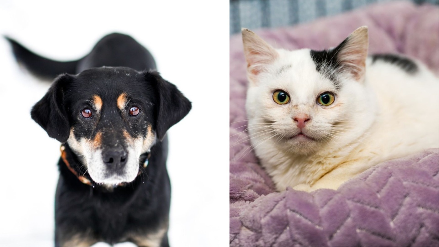 Elbląg, Galeria pod psem i kotem (Odc.400)