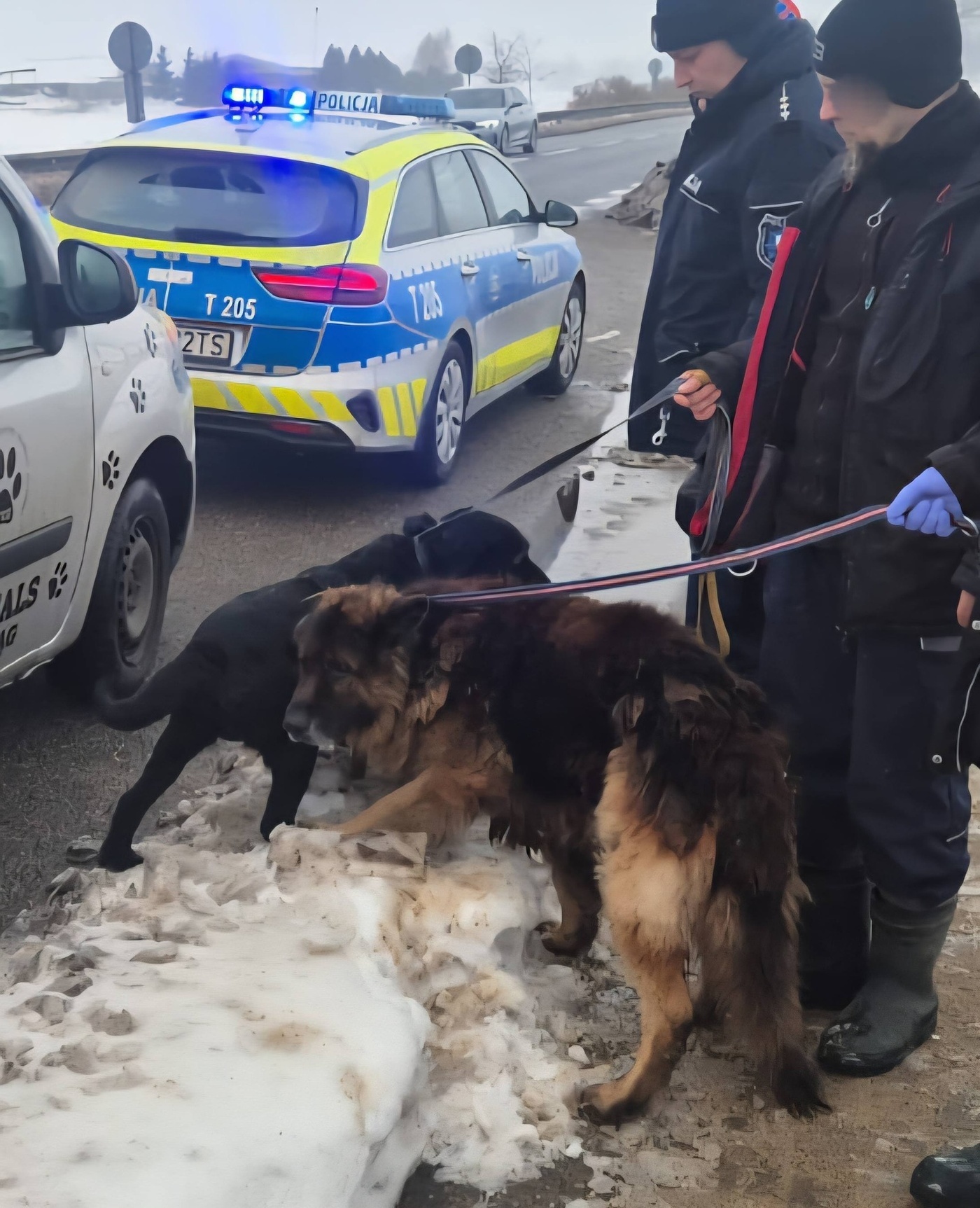 Elbląg, Porzucone psy trafiły do schroniska Elbląg, Porzucone psy trafiły do schroniska