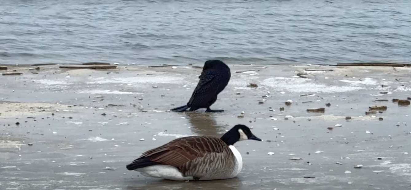 Elbląg, Żródło: kadr z materiału filmowego Żuławy TV Elbląg, Żródło: kadr z materiału filmowego Żuławy TV