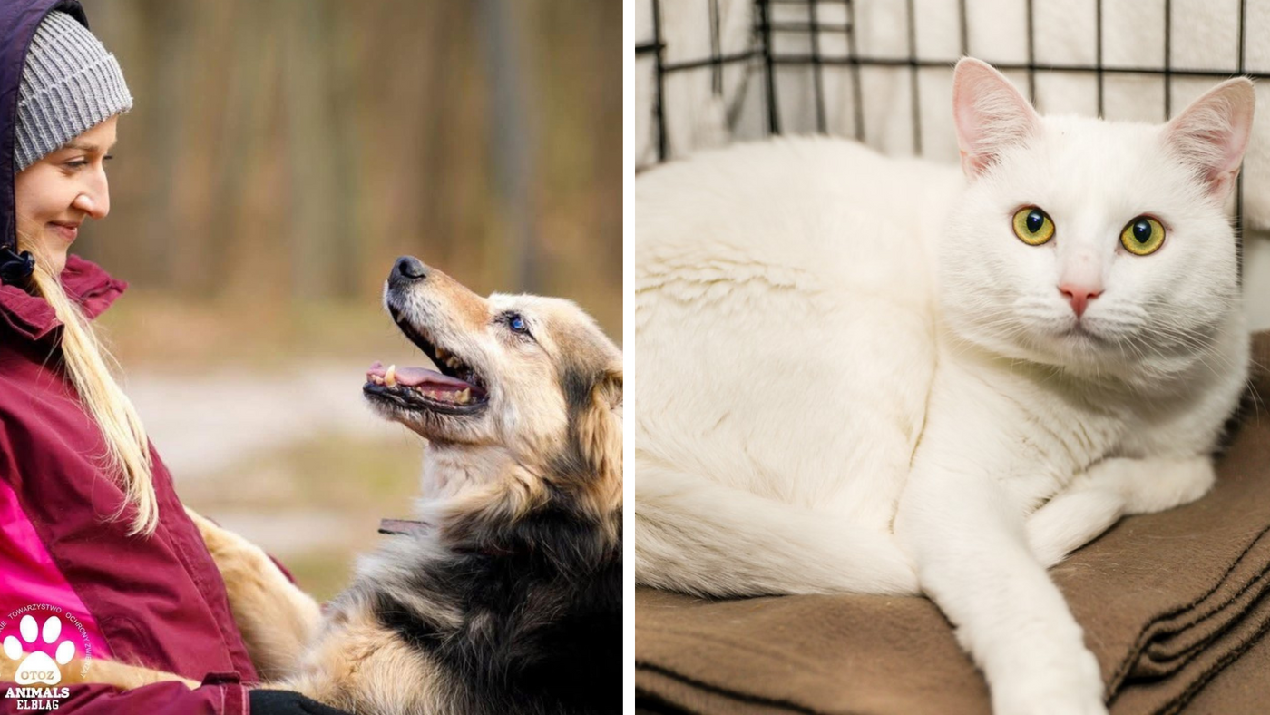 Elbląg, Galeria pod psem i kotem (Odc.402)