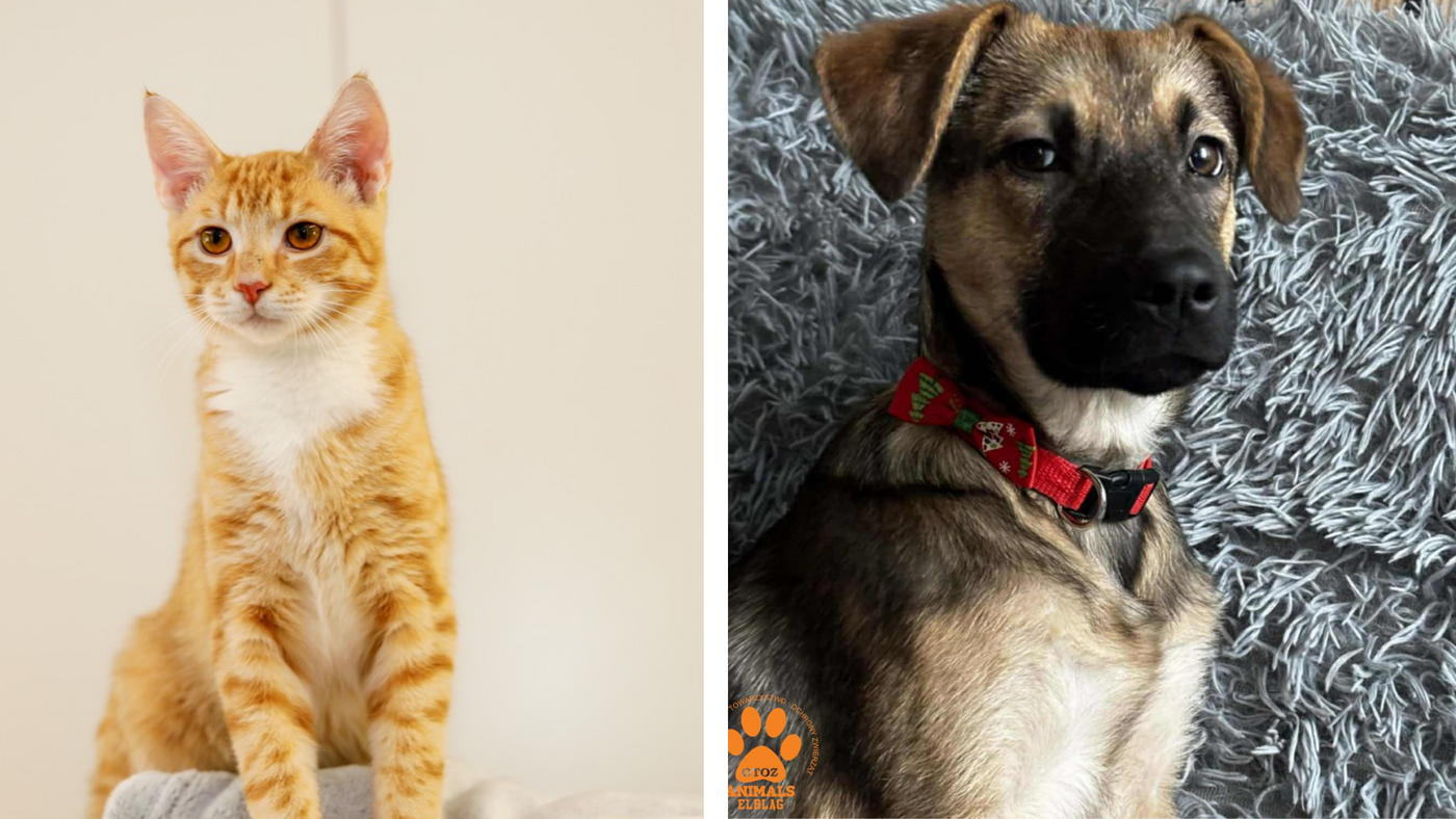 Elbląg, Galeria pod psem i kotem (Odc.403) Elbląg, Galeria pod psem i kotem (Odc.403)