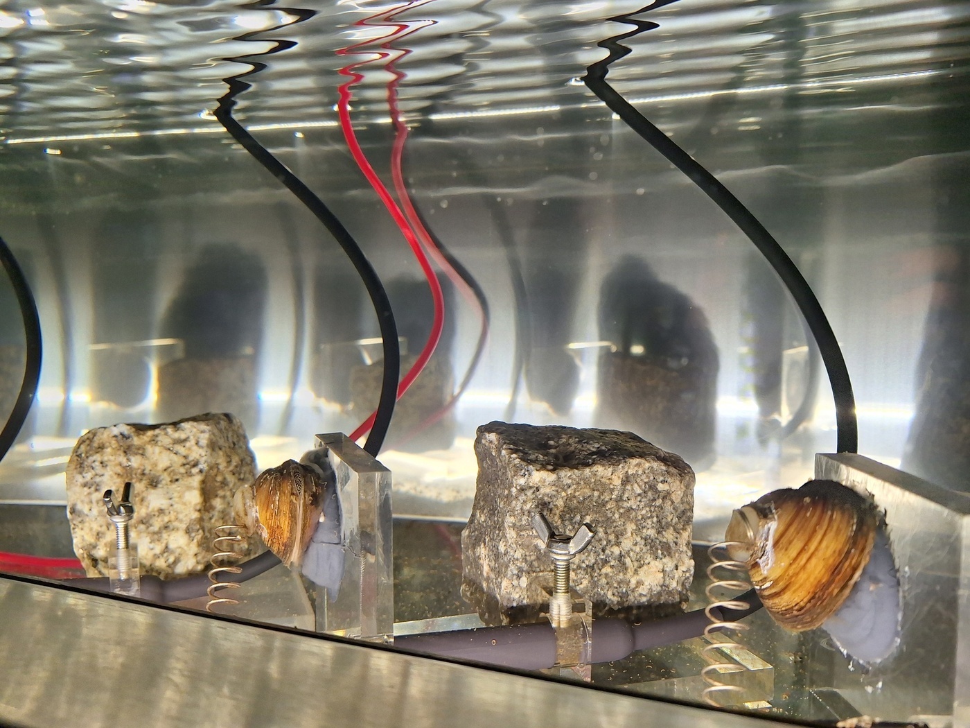 Elbląg, Małże pilnują elbląskiej wody