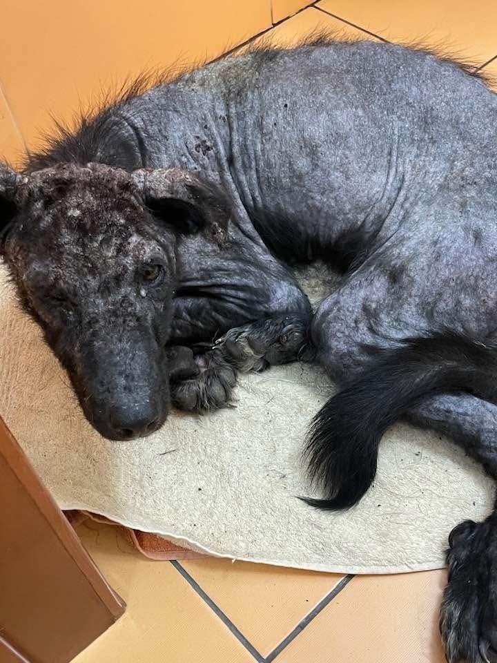 Elbląg, Czy rozpoznajesz tego zaniedbanego psa lub znasz jego właściciela? Elbląg, Czy rozpoznajesz tego zaniedbanego psa lub znasz jego właściciela?