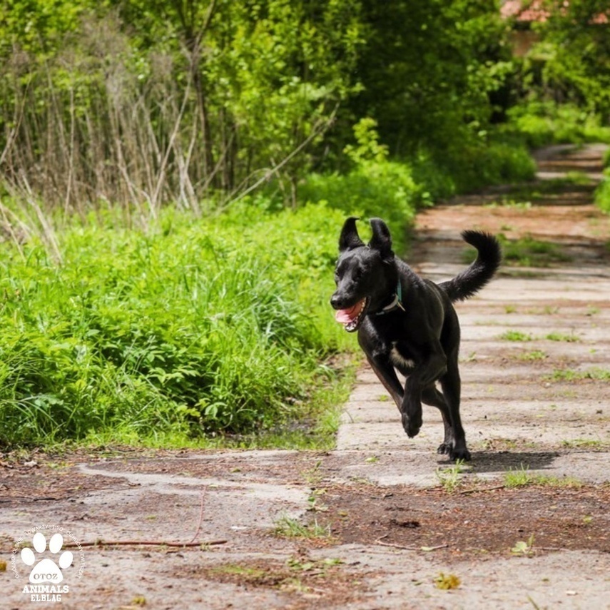 Elbląg, Wiosenny Bieg na 6 Łap