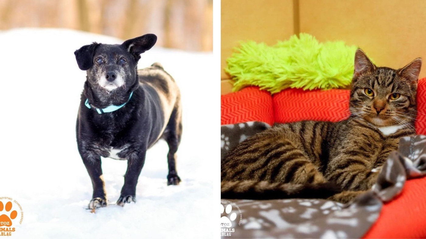 Elbląg, Galeria pod psem i kotem (Odc.405)