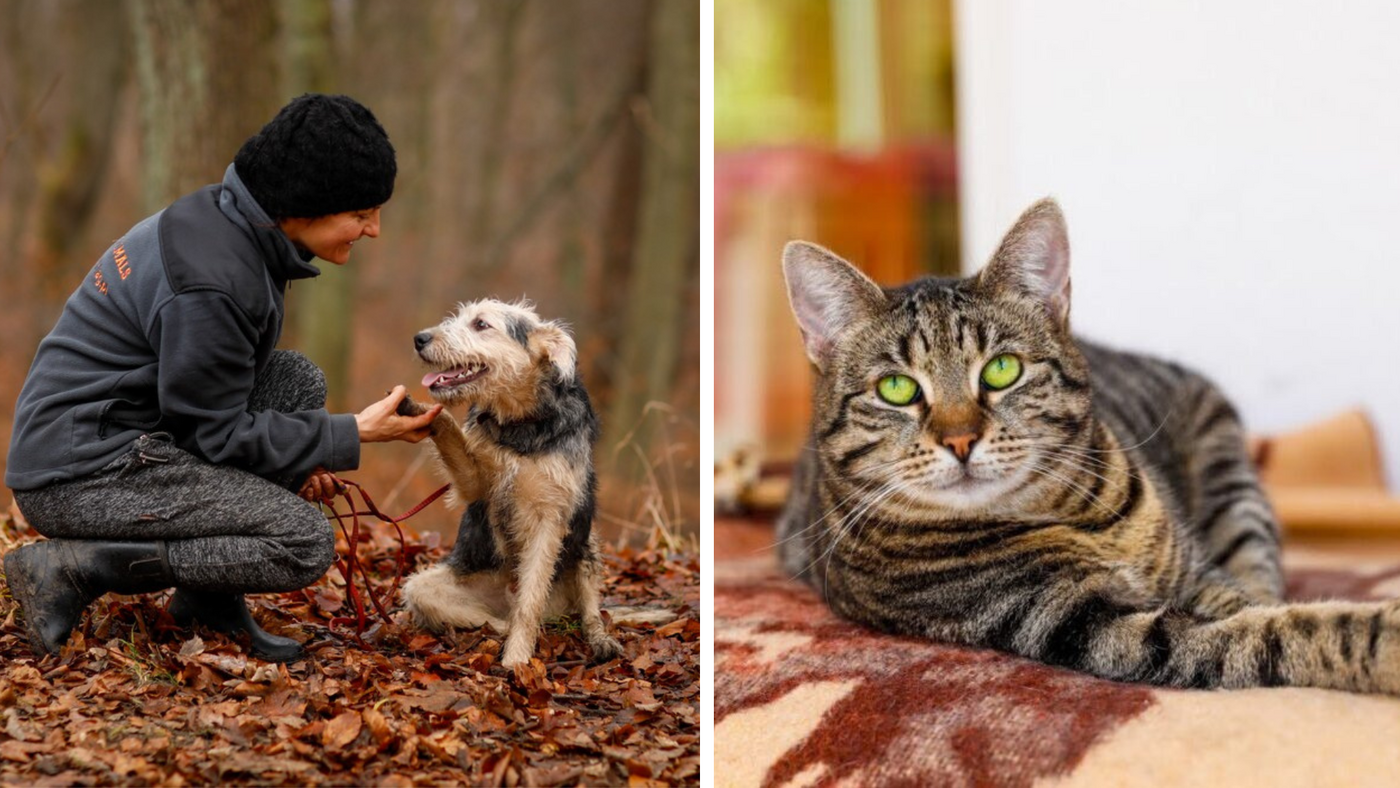 Elbląg, Galeria pod psem i kotem (Odc.407) Elbląg, Galeria pod psem i kotem (Odc.407)