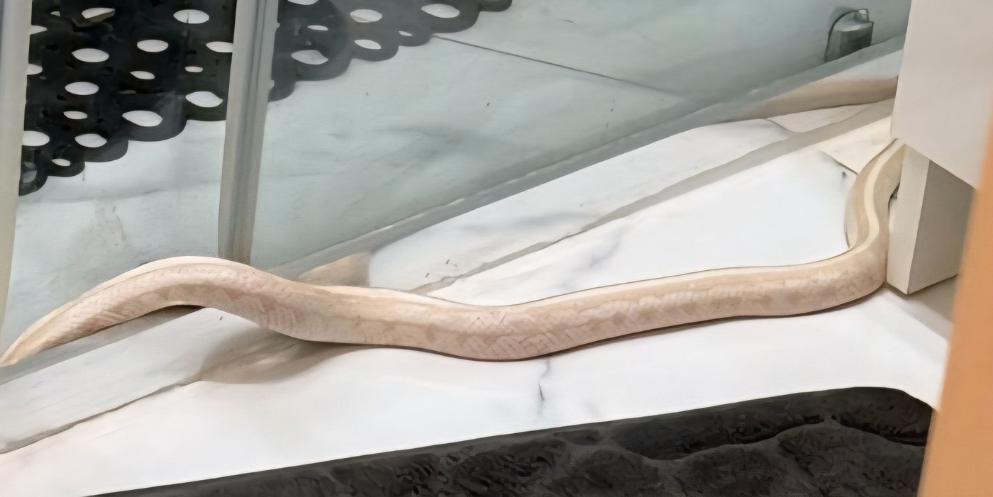 Elbląg, Wąż jednak się wyślizgnął