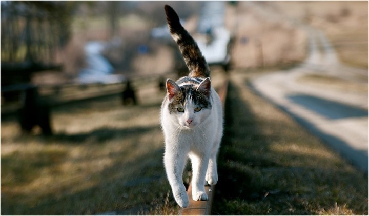 Elbląg, Możesz pomóc kotom z Elbląga
