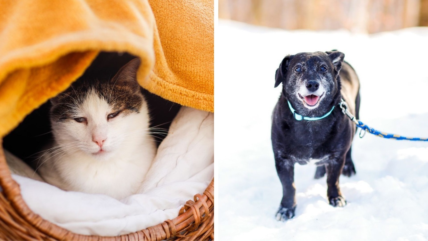 Elbląg, Galeria pod psem i kotem (Odc.409)