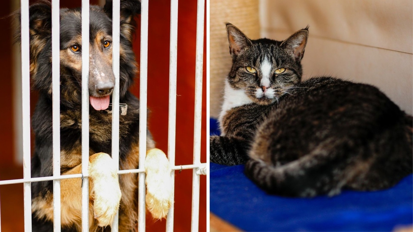 Elbląg, Galeria pod psem i kotem (Odc.410)