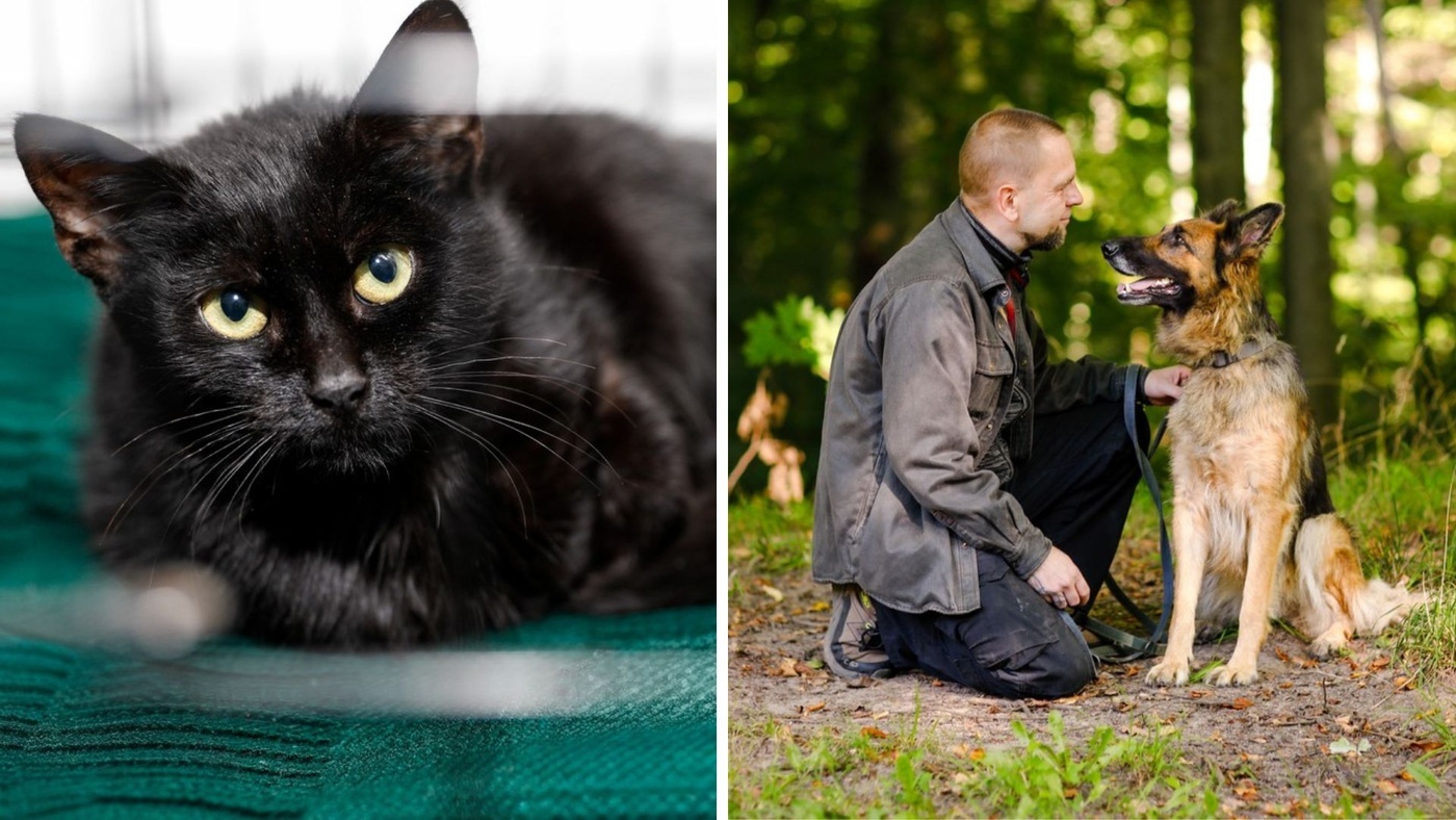 Elbląg, Galeria pod psem i kotem (Odc.411) Elbląg, Galeria pod psem i kotem (Odc.411)