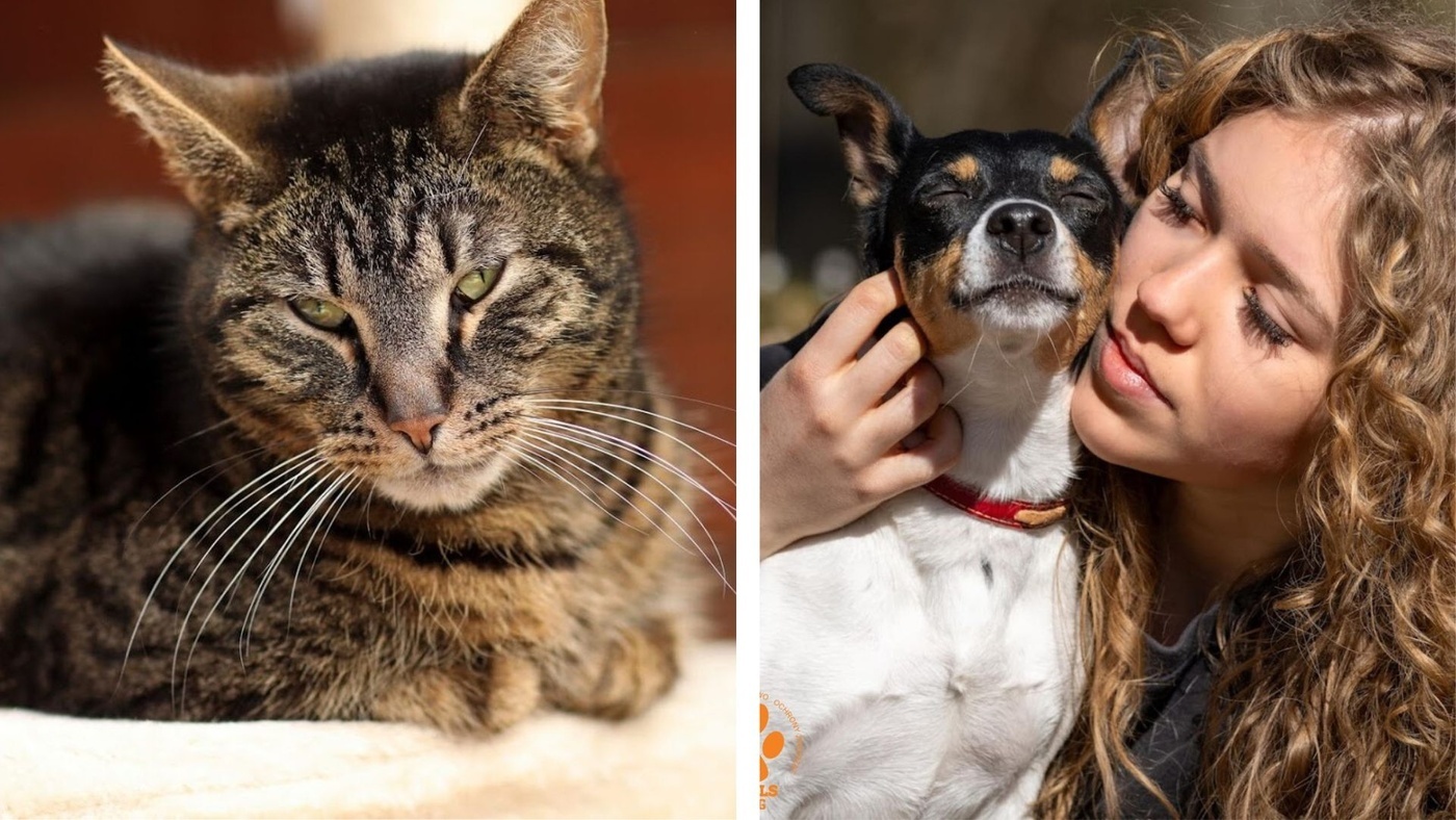 Elbląg, Galeria pod psem i kotem (Odc.413)