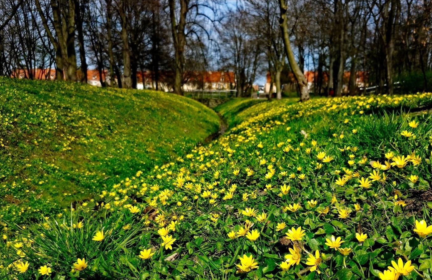 Elbląg, Zdjęcie z konkursu Fotka Miesiąca, kwiecień 2020,